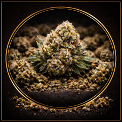 Blue City Diesel Blue City Diesel