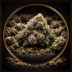 Alien Marker Alien Marker